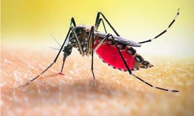 ডেঙ্গুতে আরও ৩ জনের মৃত্যু, নতুন শনাক্ত ৪৯২