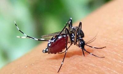 আজও ডেঙ্গুতে ৫ জনের মৃত্যু, নতুন রোগী ৩১১