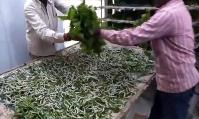 সিরাজগঞ্জের রেশম চাষে সফলতা