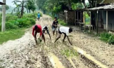 সিরাজগঞ্জে তাড়াশে রাস্তা পাকা না হওয়ায় - ধানের চারা রোপণ করে প্রতিবাদ জানিয়েছেন