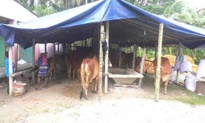 লক্ষ্মীপুরে কোরবানির পশু পরিচর্যায় ব্যস্ত খামারিরা