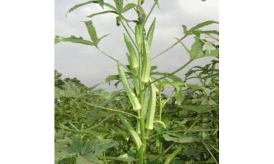নবীনগরে ঢেঁড়স চাষ করে স্বাবলম্বী সুজন মিয়া