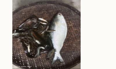 ‎ব্রহ্মপুত্রে ঠেলা জালে ধরা পড়ল ‘সমুদ্রের অতিথি’ ইলিশ