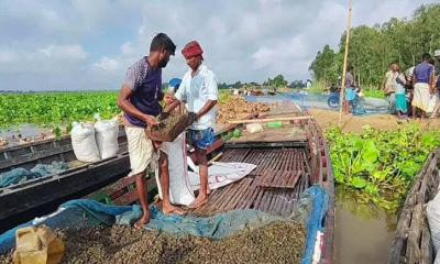 সিরাজগঞ্জে অবৈধ শামুক নিধন: জীববৈচিত্র্যের হুমকি ও আইনি শূন্যতা