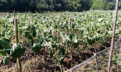 লামায় দুর্বৃত্তদের হাতে নষ্ট হলো বৃদ্ধ কৃষকের লাউ ক্ষেত