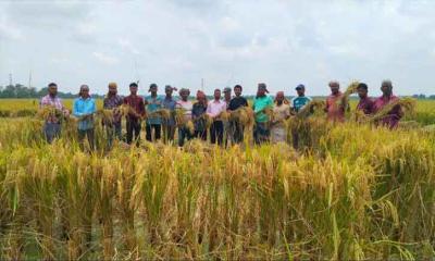 কৃষকের ধান কর্তনে যুবদলের সহযোগিতা এমপি সেলিমুজ্জামান সেলিমের উদ্যোগে
