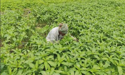 ফরিদপুরে পাট চাষীদের কপালে চিন্তার ভাঁজ