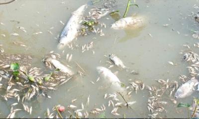 নওগাঁয় পুকুরে বিষ দিয়ে মাছ নিধনের অভিযোগ