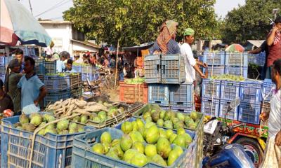 ঈদের ধাক্কায় লোকসানের শঙ্কায় রাজশাহীর আমচাষিরা