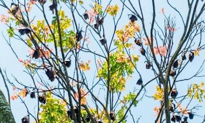 ঘুম ভাঙে বাদুড়ের কিচিরমিচির শব্দে