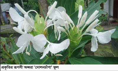 প্রেম-বিরহের দোলনচাঁপা