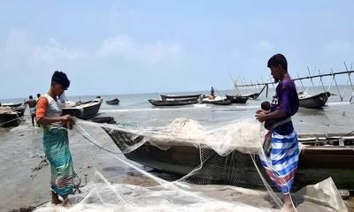 নিষেধাজ্ঞা শেষে পদ্মা-মেঘনায় ফের ইলিশ শিকার শুরু
