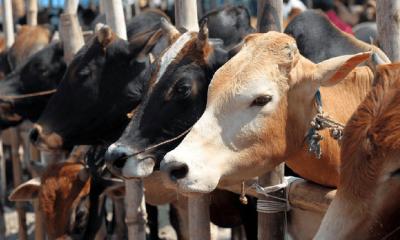 রাজধানীর ১৯টি স্থানে বসছে কোরবানির পশুর হাট