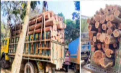 রাজস্থলীতে সংবাদ প্রকাশের পরও বন্ধ হচ্ছে না অবৈধ  কাঠ পাচার