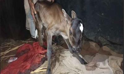 পিরোজপুরে তিন চোখ ও দুই নাকবিশিষ্ট বাছুরের জন্ম