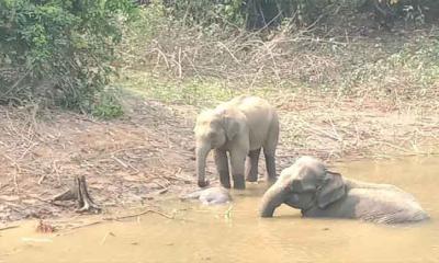 বান্দরবানে মরলো শাবক, পাশেই কাঁদছে মা হাতি