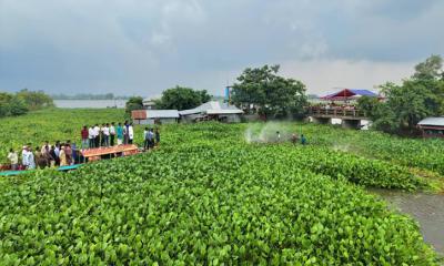 সিংড়ার চলনবিলে জলাবদ্ধতা নিরসনে  কচুরিপানা  পরিষ্কার কর্মসূচির উদ্বোধন