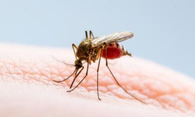 ডেঙ্গুতে আরও ৯ জনের মৃত্যু