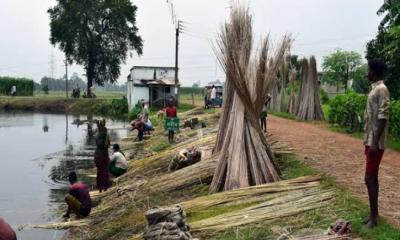 সিরাজগঞ্জ তাড়াশে চলনবিলে পাট চাষে সফলতা