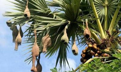 সিরাজগঞ্জে হারিয়ে যাচ্ছে বাবুই পাখি ও শৈল্পিক বাসা