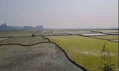 রাজশাহীতে বোরোর উৎপাদনের লক্ষ্যমাত্রা ৩ লাখ টন