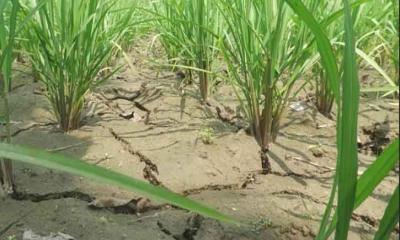 রাজশাহী তানোরে অপারেটরের খামখেয়ালিপনায় স্বপ্ন পুড়ছে কৃষকের