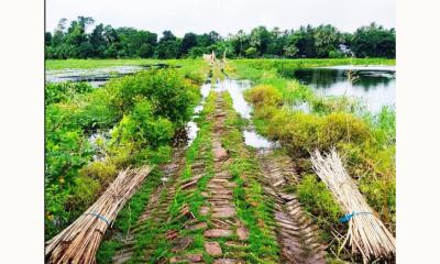 টিকারডাঙ্গা থেকে তারাইল, যেখানে প্রতিদিন দুর্ভোগ পাড়ি দেয় মানুষ
