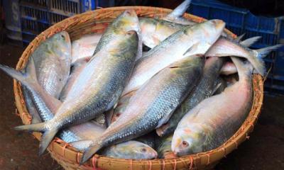 ভারতে ১২০০ টন ইলিশ রফতানির অনুমতি, ১২ দিনে গেছে মাত্র ১৩৬ টন