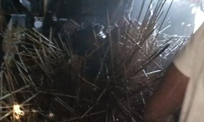 পাবনার কৈডাঙ্গায় হিন্দু বাড়িতে আগুন, অল্পের জন্য রক্ষা;