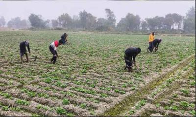 রাজশাহীতে কমেছে আলু চাষ, উৎপাদন খরচ বাড়ার আশঙ্কা