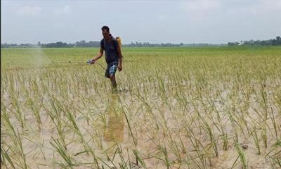 জয়পুরহাটে রোপা আমনে বাড়তি খরচ: দুশ্চিন্তায় কৃষক