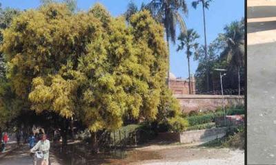 বাঘায় গাছে গাছে সুরোভিত মুকুল