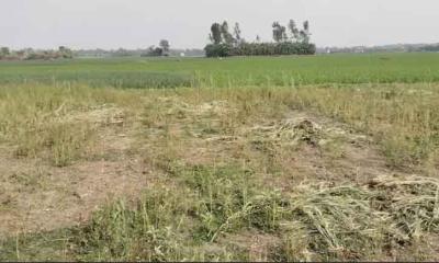 নগরকান্দায় জমি দখলের চেষ্টা, ফসল নষ্টের অভিযোগ