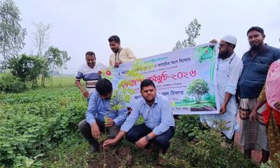 সিংড়ায় বিয়াশ-রাতাল রাস্তায় বৃক্ষরোপণ উদ্বোধন