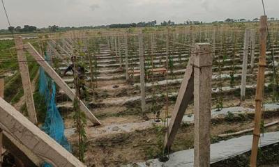 আঙ্গুর চাষে সাফল্যের প্রত্যাশা