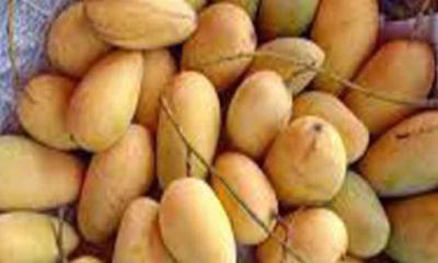 থাই কাটিমন আমের মৌসুম চলছে