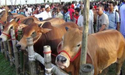 আফতাবনগরে গরুর হাট বসানো যাবে না