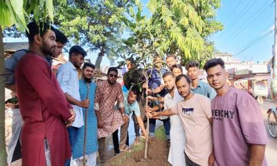 চান্দিনায় ছাত্রদলের উদ্যোগে বৃক্ষরোপন কর্মসূচি পালন