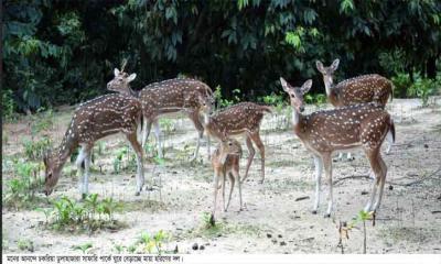 হরিণের অভয়ারণ্য চকরিয়া ডুলাহাজারা সাফারি পার্ক