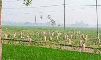 তপ্ত রাজশাহী তানোর রোদে পুড়ছে কৃষি