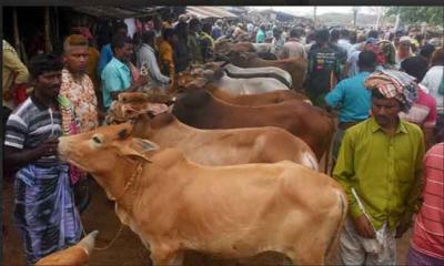 রাজশাহী পশুহাটে ক্রেতা-বিক্রেতার ভোগান্তি চরমে