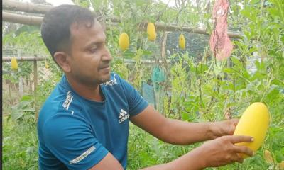 অসময়ের তরমুজ চাষে হাসানুরের সাফল্য