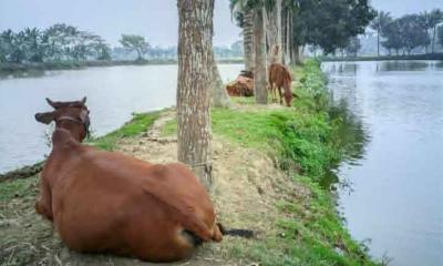 গভীর রাতে গোয়ালঘর ফাঁকা, মুহূর্তেই উধাও ৪ গরু