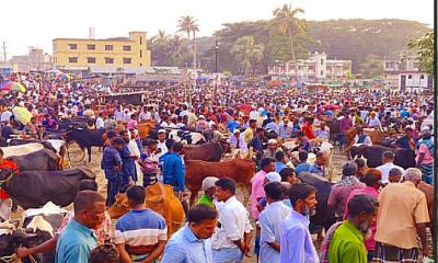 ‎ময়মনসিংহে কোরবানির হাটে গরুর সরবরাহ বেশি, ক্রেতা সংকটে হতাশ খামারিরা