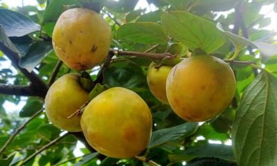 মাগুরায় ফলেছে জাপানের জাতীয় ফল ‘পার্সিমন’