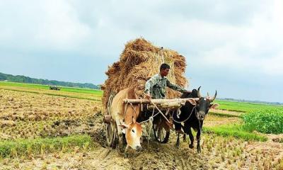 যমুনার চরে টিকে আছে ঘোড়ার গাড়ির ঐতিহ্য