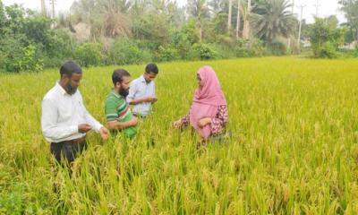 শ্রীবরদীতে কৃষি প্রণোদনা বীজে বাম্পার ফলন