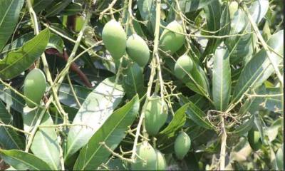রাজশাহী অঞ্চলে আমের ভালো ফলনের আশা