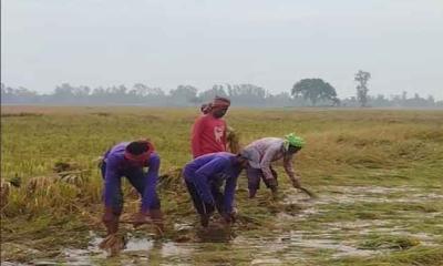 ‎ ‎টানা বৃষ্টিতে বেড়েছে মজুরি, ব্যাহত কৃষিকাজ