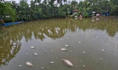 মান্দায় চাঁদা না পেয়ে পুকুরে বিষ প্রয়োগ
